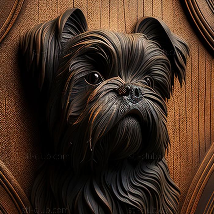 st Affenpinscher dog